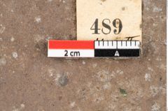 Foto (Detailansicht) von Myrica lignitum (Unger) Saporta (NHMW-GEO-2024-0188-0489)